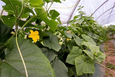 Titisan vs Perenjis vs Subpermukaan: Sistem Pengairan Terbaik untuk Rumah Hijau